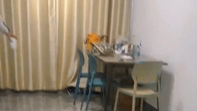 새끼고양이들 등판 능력.gif