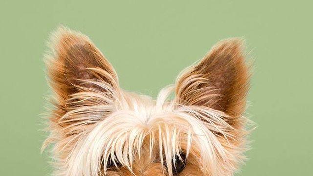 댕댕이 미용 전 후