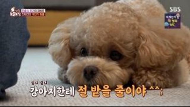 한솔, 천재견 토리와 시각장애인 최초 어질리티 완주 (동농)