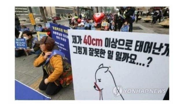 제가 40cm 이상으로 태어난 게 잘못인가요?