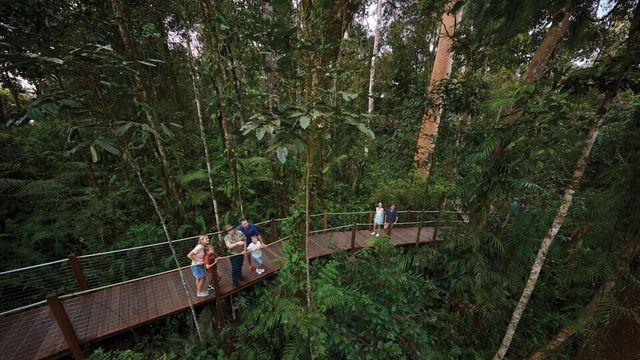 호주 케언즈 열대우림 ‘스카이레일’, 한국어 오디오 설명으로 더 깊은 문화체험을! 