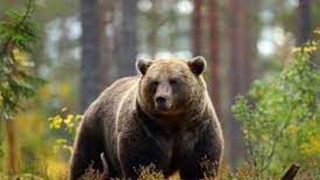 야생 곰의 지혜!?