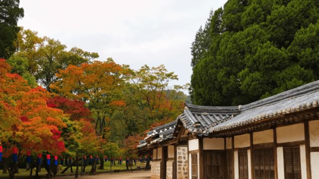 단종의 숨결 어린 영월 청령포, 가을 강변에서 만나는 역사 여행