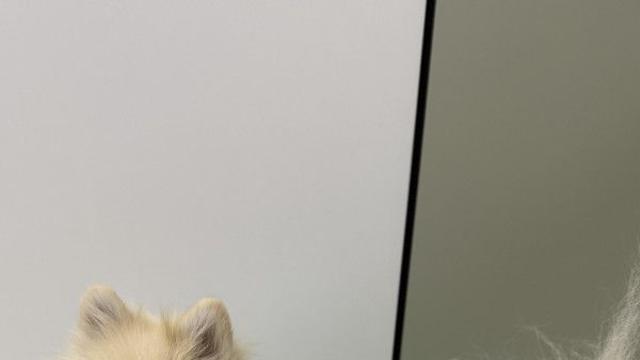 블랑이 귀욤뽀짝한 옷이 생겼어요!!