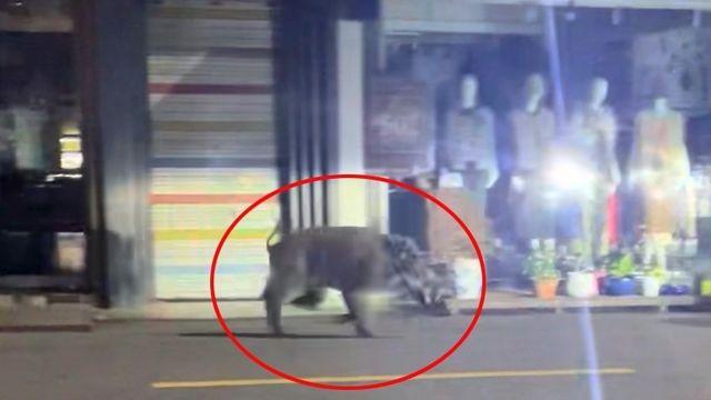 전주 도심에 멧돼지 출몰 신고…1시간여 수색 끝 발견 못 해