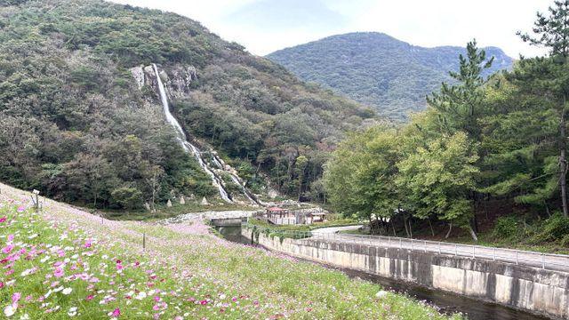 단풍과 코스모스 조화 고창선운산 가을 힐링 명소 '인기'
