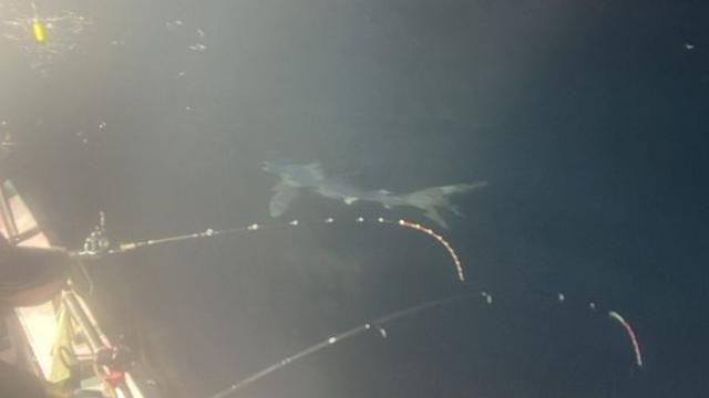 30분간 배 주위 어슬렁… 남해 밤바다에 등장한 거대 포식자