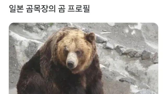 충격적인 일본 곰 목장의 곰 프로필.,,