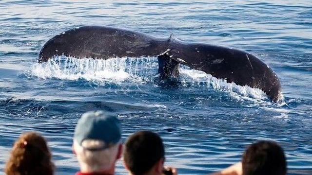 밴쿠버 해상, 갑자기 솟구친 혹등고래…관광선 승객 4명 부상