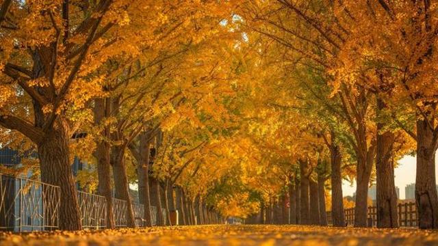 여행객들 몰려간다… 충남에 가볼 만한 '단풍 명소' 4곳 추천