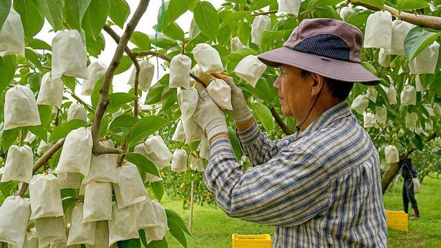 미리 샀으면 손해?…한주 만에 가격 26% 하락한 ’10월 대표 제철 과일’