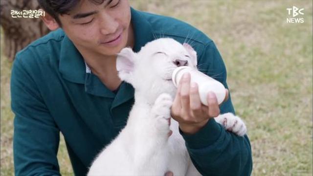 한국에서 태어난 백사자 새끼들