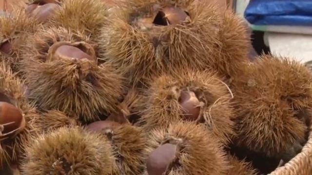 트럼프 대통령도 먹었다…'공주 밤'이 특히 인정 받는 이유