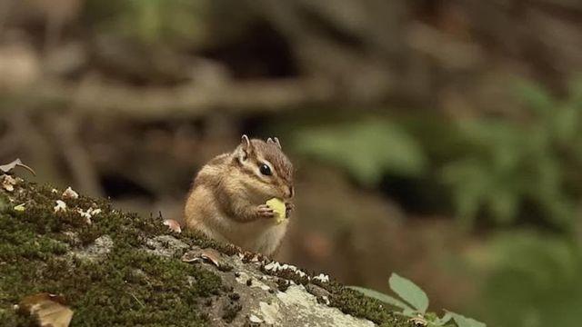 다람쥐를 사냥하는 새끼 독사