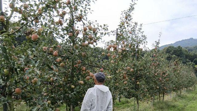 화상병 없는 예산사과나무보존해야