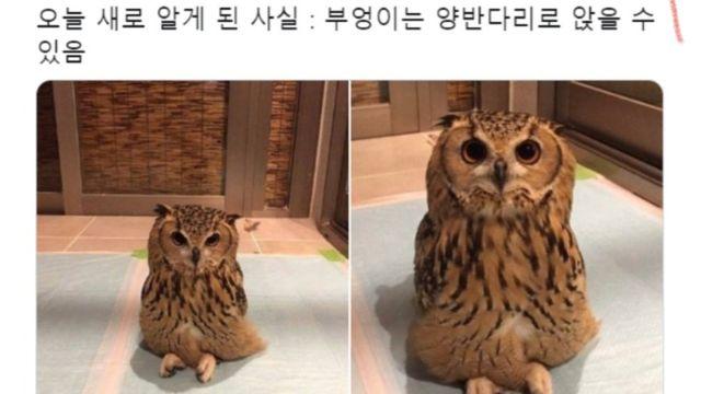 부엉이 의외의사실