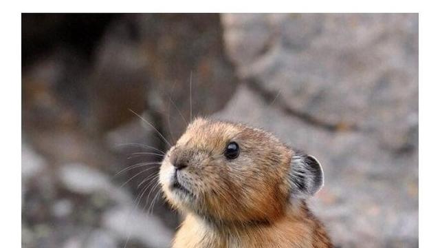 토끼인데 겨울 잠을 안 잔다!?