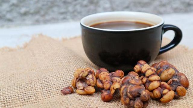 비싼 이유 있었다… '고양이 똥 커피'에 숨겨진 놀라운 사실