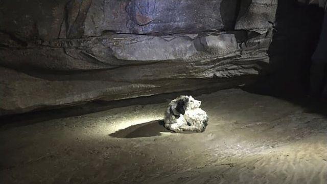 홍수에 떠내려갔다 지하 200미터 아래 발견된 강아지