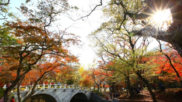 고창, 선운사 단풍길과 전통의 맛이 공존하는 감성 가을 여행