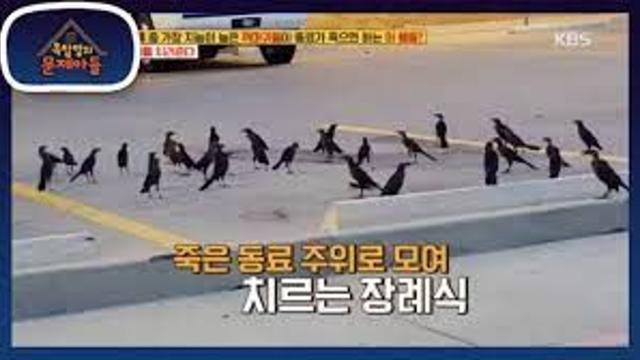 까마귀들의 장례식.