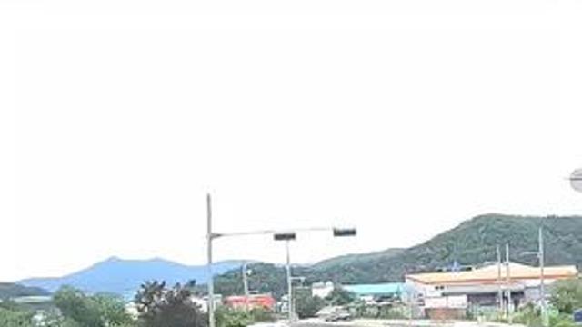 역주행 하는 자라니들