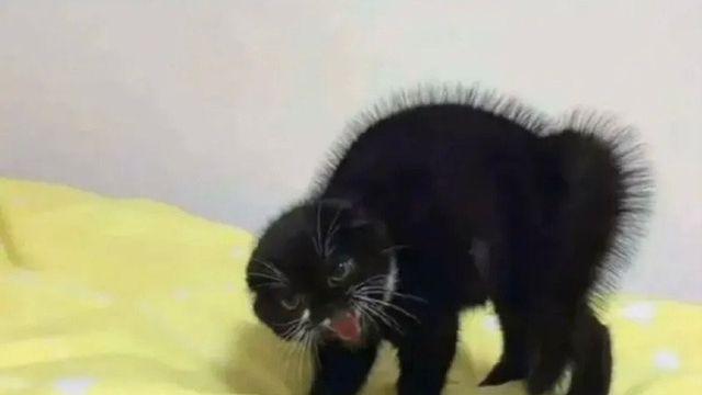 고양이 혈압 안재는 이유