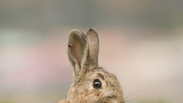 집토끼 vs 야생토끼 갭