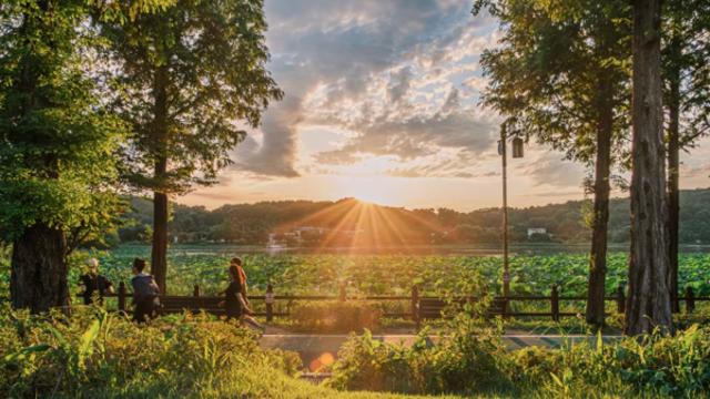 가을 정취 가득한 아산, 은행나무길과 호수 산책이 어우러진 여행