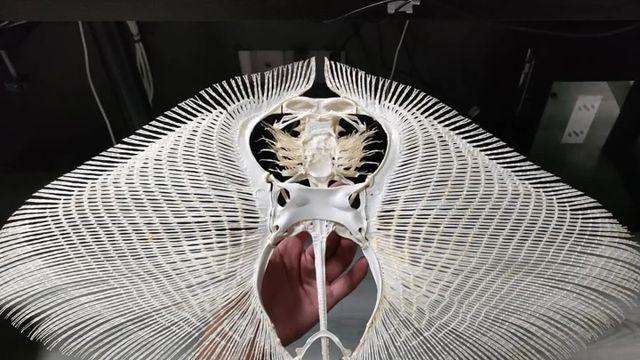 뼈가 진짜 많은 해양동물