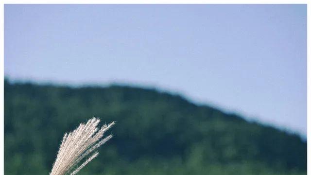 필름그레인 그거 그냥 노이즈 아님? 호들갑 니은 필름그레인 그거 그냥 노이즈 아님? 호들갑 니은