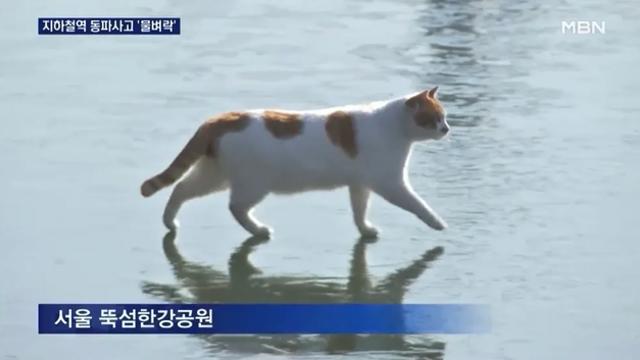 꽁꽁 얼어붙은 한강 위 고양이 근황