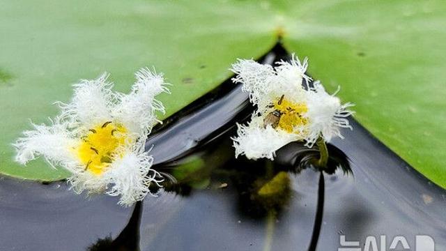 “이 식물 수입돼요?”…검역본부, 식물류 수입가능 조회시스템 구축