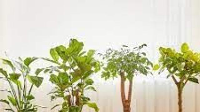 선물받은 화분이 이상해.