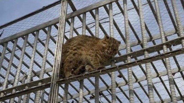 삵이 철망에 끼인 썰.