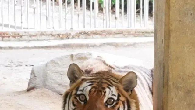 경계라는걸 모르는 것 같은 청주동물원 호랑이,,