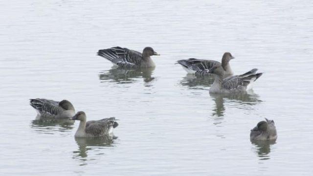 의왕 조류생태과학관, 멸종위기종‘큰기러기’왕송호수에 찾아와