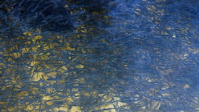 무려 10000000마리 바글바글…동해안 하천에 떼로 풀리는 '이 생명체' 정체