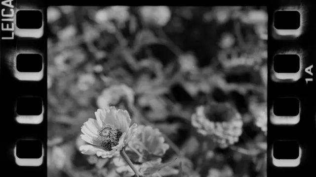 은행나무길, 모노판50(퍼포레이션), F2AS