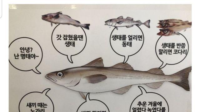 이름이 무려 7개나 있다는 생선