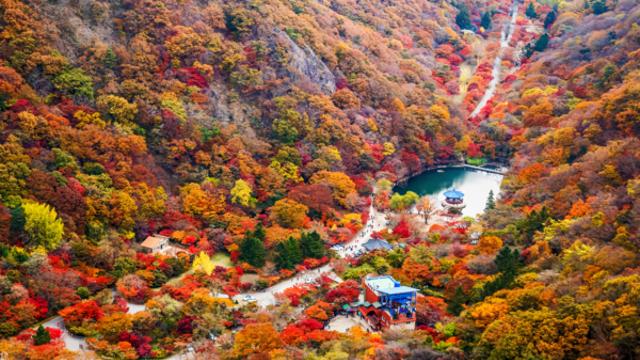 정읍 가을여행, 불타는 내장산 붉은 단 속으로