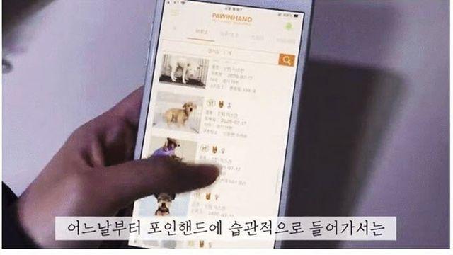 유기견 입양 전and후 변화