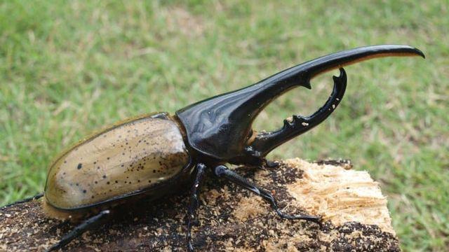 장수풍뎅이계의 영혼의 라이벌.jpg