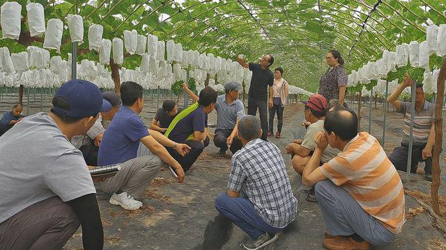귀족과일이었는데…한국서 한순간에 떨이로 전락한 충격의 ‘이 과일’