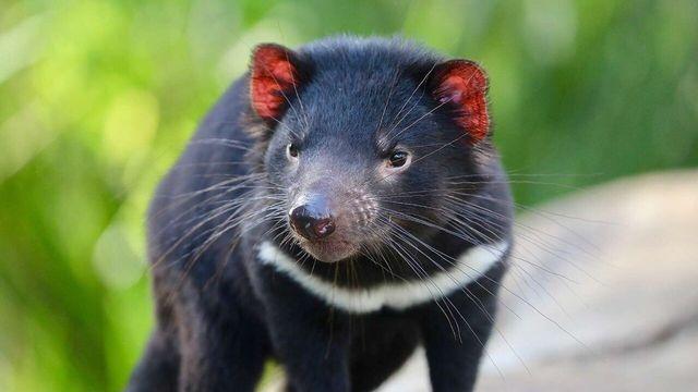 이 귀여운 동물이 호주의 악마라고?