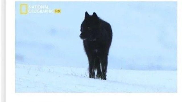 족장 딸을 넘보는 떠돌이 백수