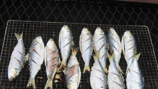 집 나간 며느리도 돌아온다는 ‘전어’…“맛과 건강 다 잡았다”