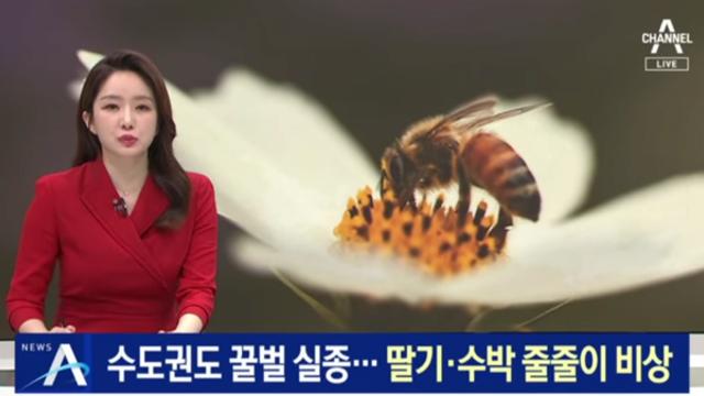 수도권도 ‘꿀벌 실종’…딸기·수박 농사 줄줄이 ‘비상’