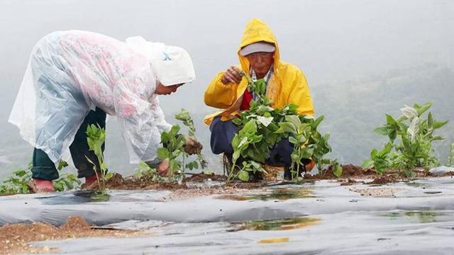 전세계서 한국만 먹는다더니…요즘 일본서 떠오르는 ‘대반전 채소’ 정체