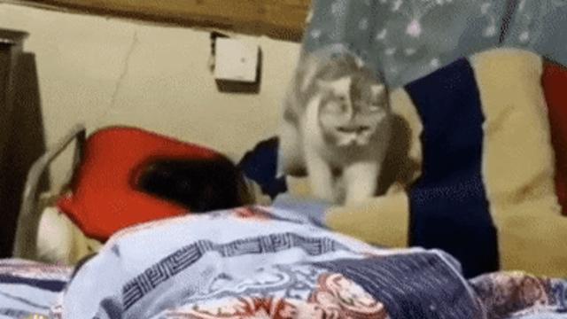 얌전히 안마 받으라고 하는 고양이.